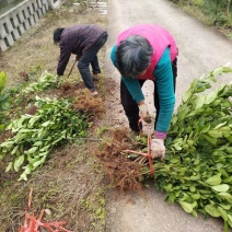 川佛手种植基地中药材种植基地一手货源包技术包回收