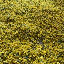 贵州野生菊花