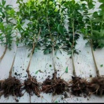 [牛]蜂糖李子苗种植基地