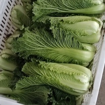 黄心精品龙芽菜基地直发货源充足支持全国发货