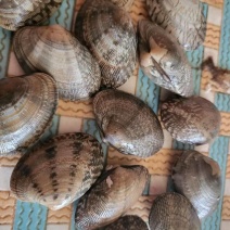 辽宁东港本地精品无沙花甲加工厂直供活跃度好，肥度好，欢迎
