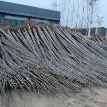 速生杨107杨树苗，大量上市看产地直发，品质保证