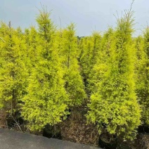 黄金香柳80-300，各种规格，大量低价出售