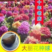 大丽花种球根大丽菊地瓜花根块室内外庭院地栽多年生花卉植物