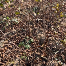 钙果苗欧李苗山地荒地种植红果黄果