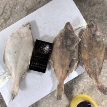 单冻长脖比目鱼，大量上市，产地直发，品质保证，服务周到