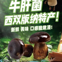 牛夫人牛肝菌，全年供货