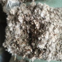 成都优质棉渣壳，大量货源充足