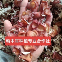 小号粉木耳1.5规格粉木耳中小粉木耳中大粉木耳1.5:2