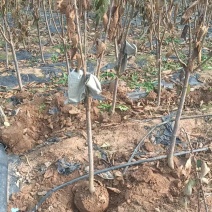 樱桃树苗优质樱桃苗基地直供包存活死苗补发欢迎来电