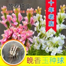 晚香玉种球重瓣大花球根夜来香浓香型多年生切花庭院阳台盆栽
