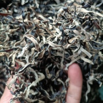 电商木耳丝头茬木耳丝一级品木耳丝无根好木耳丝精品木耳丝
