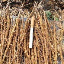 牡丹苗、各种规格精品苗，优质中药材种植基地，种苗繁育中心