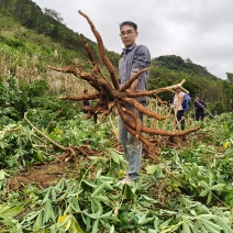 华南9号黄肉木薯
