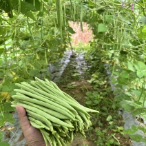 吉财金斗芸小金豆角种子抗寒耐热种籽四季豆早熟春秋蔬菜