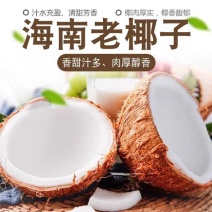 包邮）海南特产新鲜椰子去皮批发毛椰孕妇当季商用老椰子煲汤