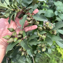 连翘苗各规格都有品质保证成活率高欢迎老板联系