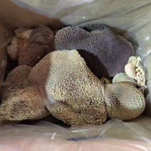 熟羊毛肚