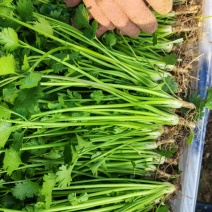 中叶铁杆青，全跟，半根，精包，毛包，精品香菜