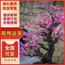梅花盆景梅花产地直供量大价优提供技术