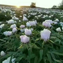 油用牡丹、牡丹苗，各种规格牡丹苗，基地一手货源，自家繁育
