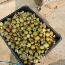 株洲市油茶果自家农场种植茶果饱满出油率高欢迎来电