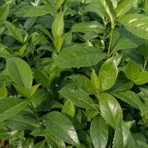 出售草珊瑚种苗