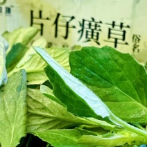 片仔癀草