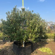 菲油果冠幅:1.2m、1.5m、1.8m、2m，欢迎订购