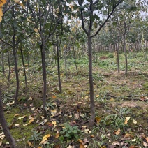 4公分梨树定值雨露香红香酥梨树已经开花结果