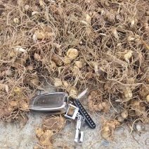大量出售多花倒苗黄精茎块苗