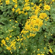 野菊花