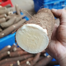 木薯黄肉木薯