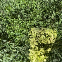深耕产地多年，供应荠菜，欢迎来电咨询洽谈