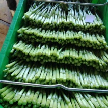 甜菜心