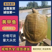 外塘甲鱼，0.1-7斤甲鱼，养殖场现货，可放养