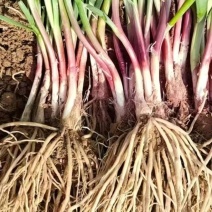 韭菜根/今年新苗，根茎粗壮/河北衡水深州市大量上市