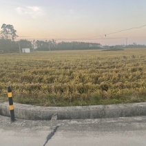 流转出租国家示范级高标准水浇地
