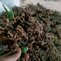 新鲜拐枣（万寿果）