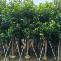 芒果树10-12公分出售自家货源可视频看货