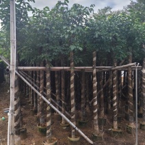 秋枫5-15公分大量出售基地直销自家货源可视频
