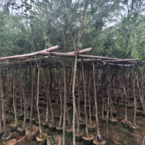 串钱柳（红千层）3-15公分大量出售基地直销自家货源