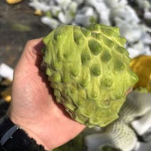 广西南宁释迦果新鲜上市了，货源充足，保质保量，规格齐全