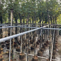多花黄花风铃木3-7公分大量现货出售现货实拍树身直