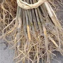 正宗厚皮川黄柏苗，基地直发，量大从优，欢迎各地老板考察参观
