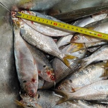 海鲫鱼，