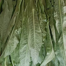 山西大同油麦菜专业叶菜基地