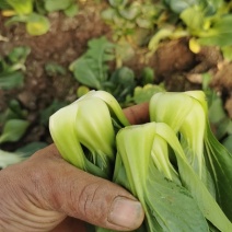 小青仔广东菜心