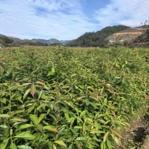 清流县木荷杯苗直销