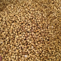 香菜籽干净无杂质香菜籽批发零售量大从优